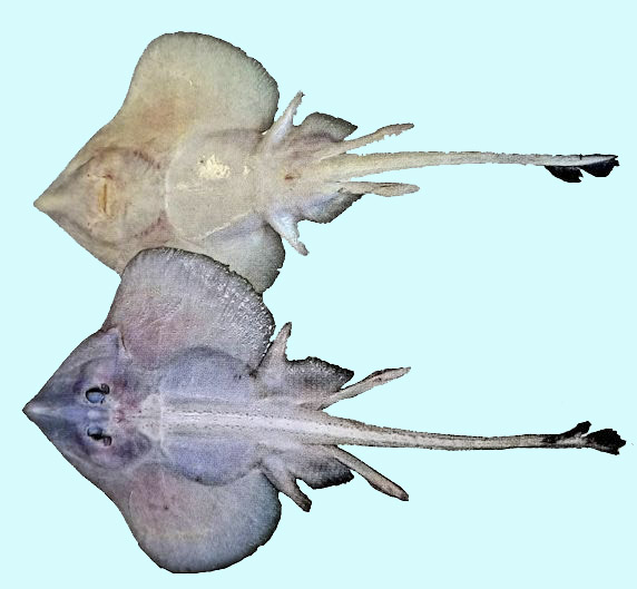 Rajella kukujevi_0222892.jpg